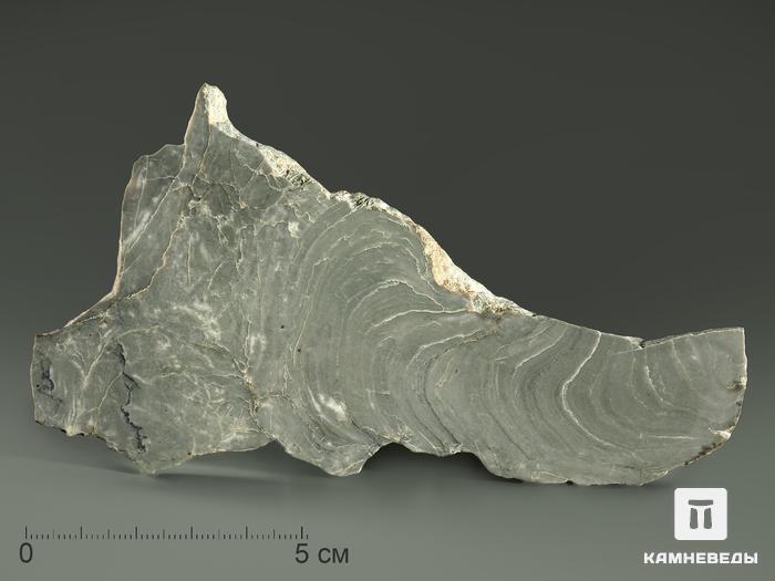 Строматолиты Kussiella kussiensis из Кусы, полированный срез 9,5-13 см, 5858, фото 1