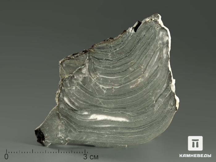 Строматолиты Kussiella kussiensis из Кусы, полированный срез 5,5-10 см, 5857, фото 3