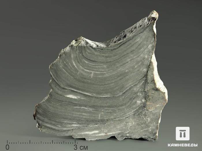 Строматолиты Kussiella kussiensis из Кусы, полированный срез 5,5-10 см, 5857, фото 1