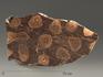 Строматолиты Jurusania cylindrica из Катав-Ивановска, полированный срез 10-13 см, 5864, фото 3