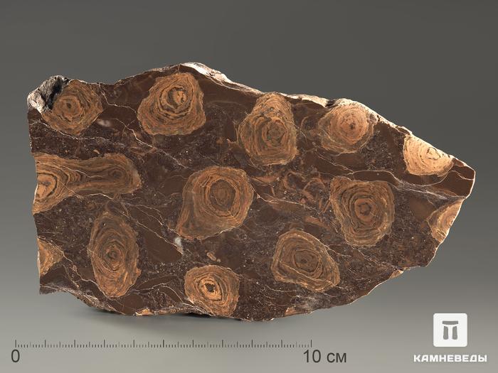 Строматолиты Jurusania cylindrica из Катав-Ивановска, полированный срез 10-13 см, 5864, фото 3