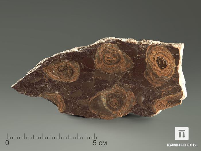 Строматолиты Jurusania cylindrica из Катав-Ивановска, полированный срез 10-12,5 см, 5863, фото 3