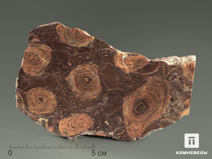 Строматолиты Jurusania cylindrica из Катав-Ивановска, полированный срез 10-12,5 см, 5863, фото 1
