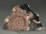 Строматолиты Conophyton circulus с реки Боксон, полированный срез 14х9 см, 5862, фото 1