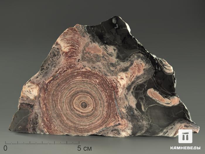 Строматолиты Conophyton circulus с реки Боксон, полированный срез 14х9 см, 5862, фото 1