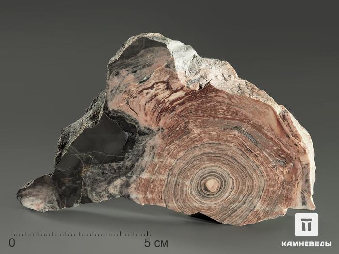 Строматолиты Conophyton circulus с реки Боксон, полированный срез 10-12 см, 5861, фото 1