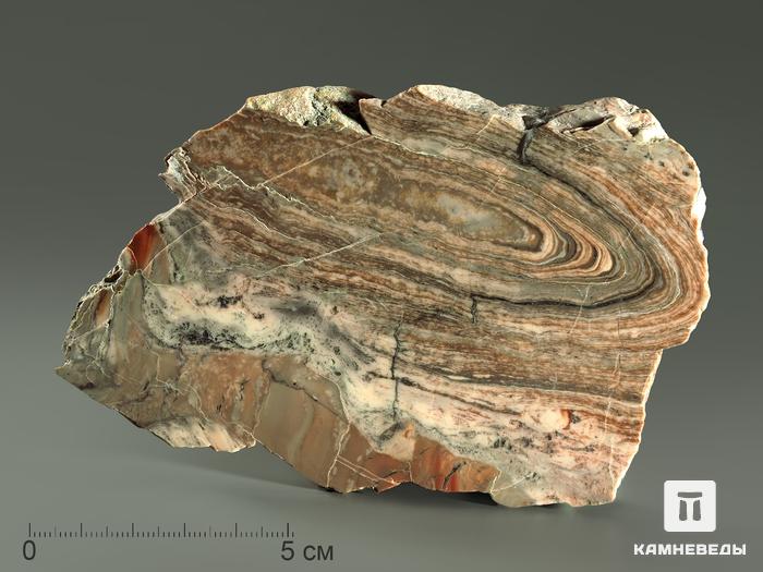 Строматолиты Conophyton circulus с реки Боксон, полированный срез 10-12 см, 5861, фото 3