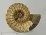 Аммонит Cleoniceras sp., полированный срез 18,5х15х2 см, 7012, фото 1