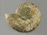 Аммонит Cleoniceras sp., полированный срез 18,5х15х2 см, 7012, фото 2