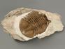 Трилобит Asaphus sp. на породе, 12х8,5х4,2 см, 7231, фото 3
