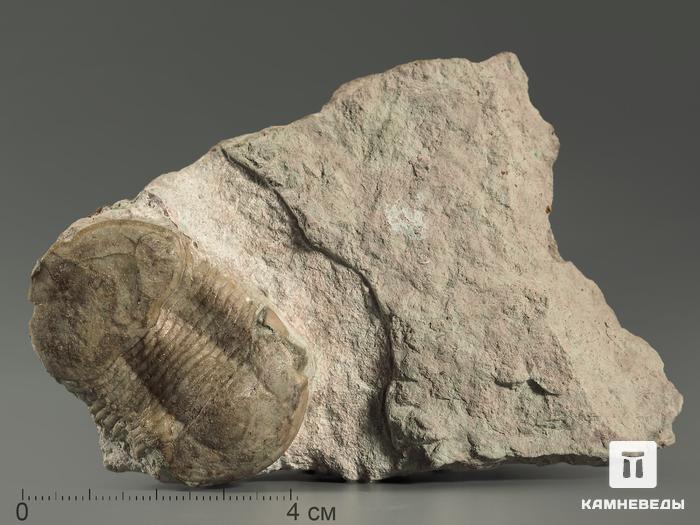 Трилобит Illaenus sp. на породе, 10,8х6,4х4 см, 7232, фото 1