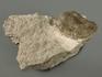 Трилобит Illaenus sp. на породе, 10,8х6,4х4 см, 7232, фото 2
