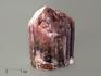 Турмалин полихромный, кристалл 4,5х3,3х3 см, 7369, фото 1