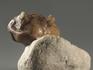 Трилобит Asaphus kotlukovi на породе, 7441, фото 3