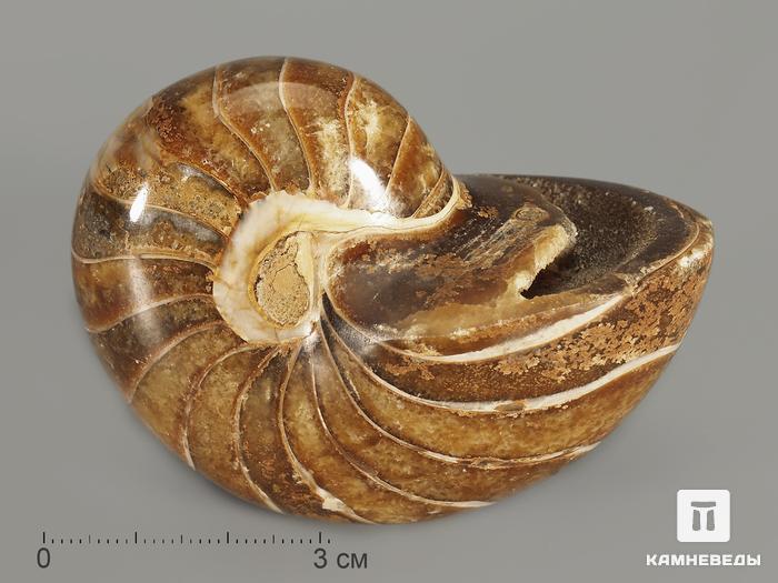 Наутилус Cymatoceras приполированный, 7х5,5х4,5 см, 7596, фото 1