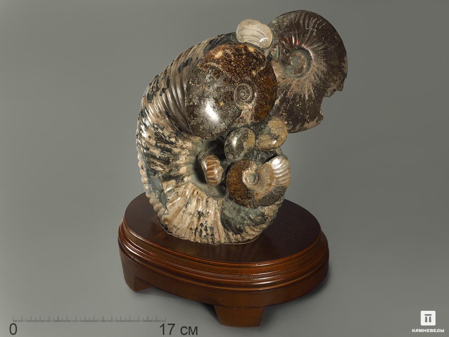 Аммониты на деревянной подставке, 30,5х27х24 см, 7818, фото 1