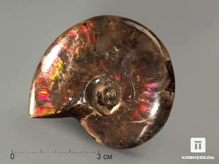Аммонит с аммолитом, полированный 5,5-6 см, 7802, фото 2