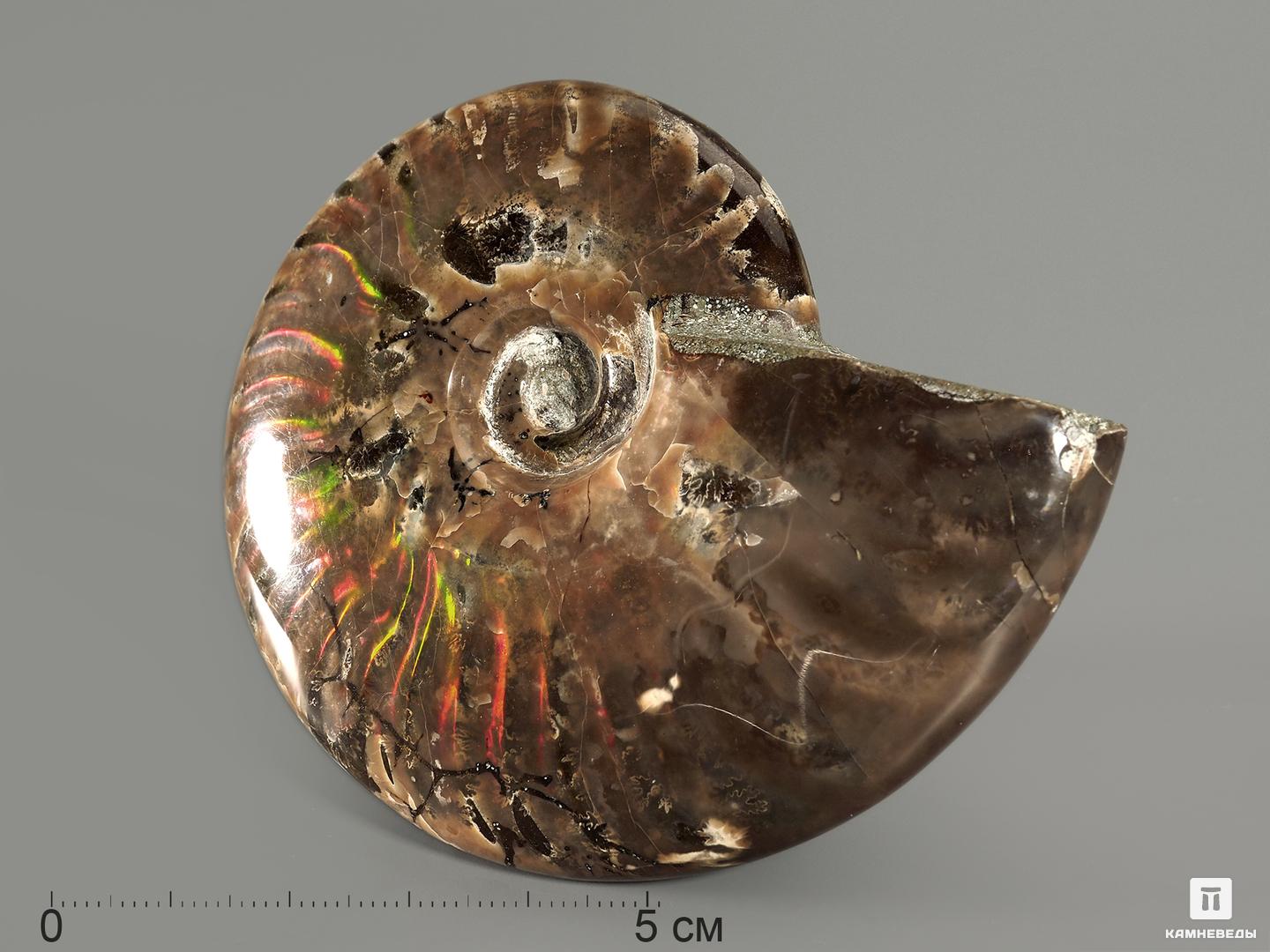 Аммонит с аммолитом, полированный 8-8,5 см древний война
