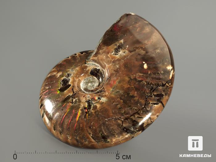 Аммонит с аммолитом, полированный 8-8,5 см, 7807, фото 2