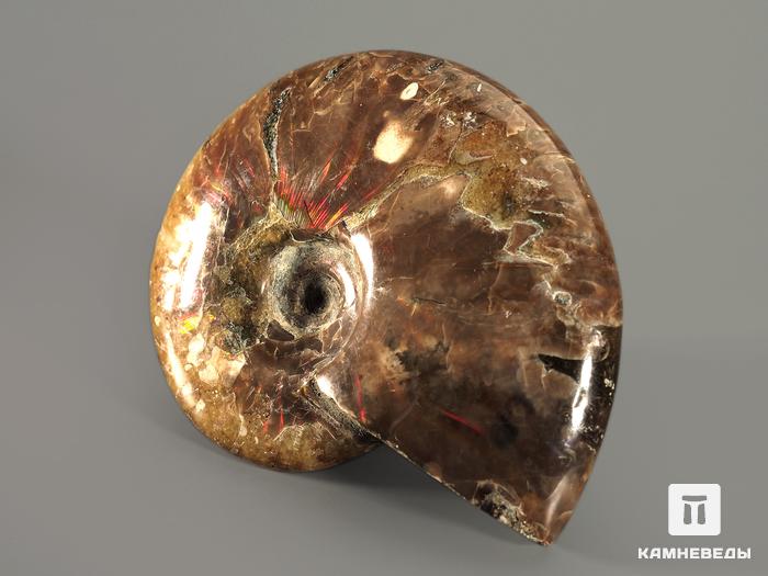 Аммонит с аммолитом, полированный 6,5-7 см, 7804, фото 2