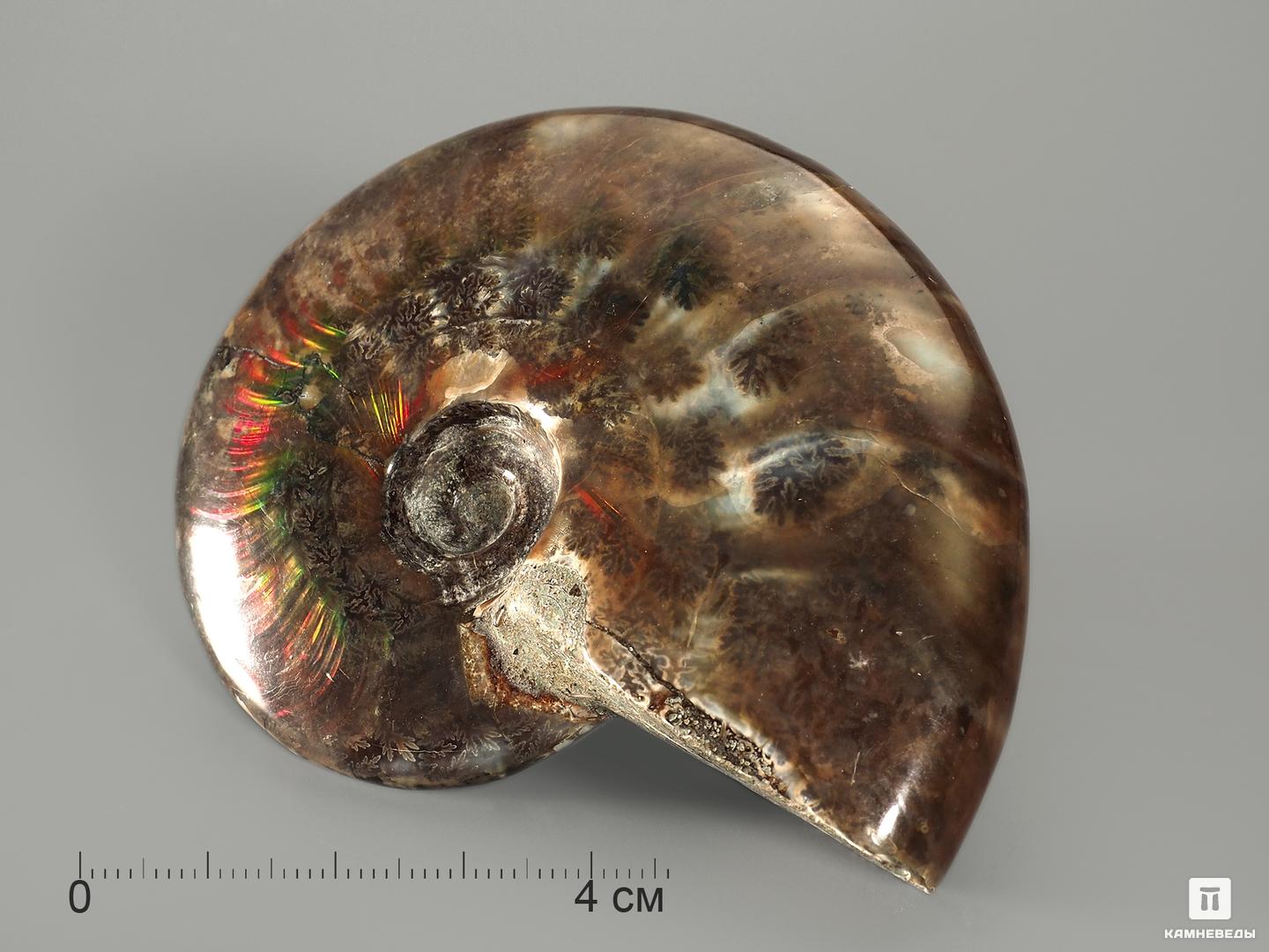 Аммонит с аммолитом, полированный 7,5-8 см древний война