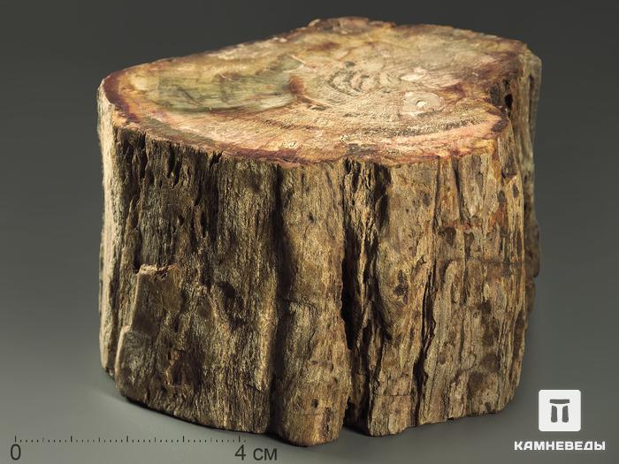 Окаменелое дерево, полированный срез 8,5-9 см, 7816, фото 1