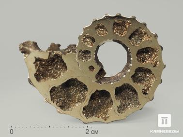 Аммонит, Пирит. Аммонит пиритизированный, полированный срез 3,5-4 см