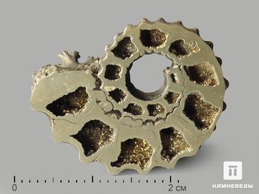 Аммонит. Аммонит пиритизированный, полированный срез 2-2,5 см
