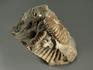 Аммонит Parahoplites sp. на породе, 8,2х6х5,8 см, 8619, фото 2