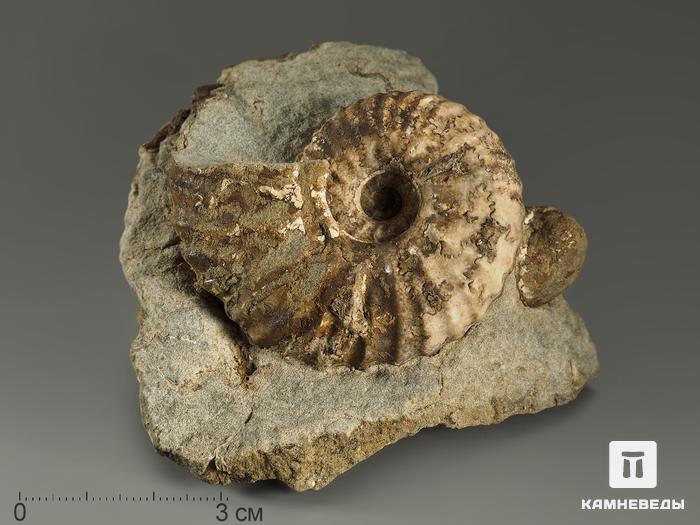 Аммонит Parahoplites sp. на породе, 8,3х7,8х4,8 см, 8621, фото 1