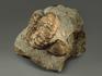Аммонит Parahoplites sp. на породе, 8,3х7,8х4,8 см, 8621, фото 2