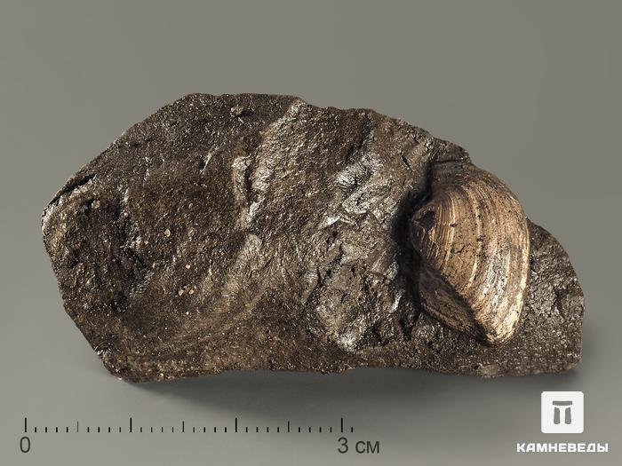 Двустворка Grammatodon sp., 5,5х2,8х2,5 см, 8640, фото 1