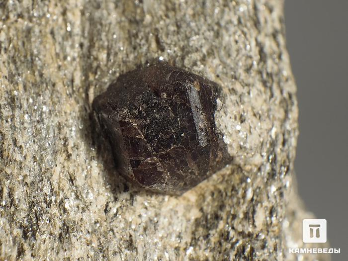 Альмандин (гранат), кристалл в сланце 6,9х4,7х2,3 см, 8712, фото 2