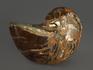 Наутилус Cymatoceras полированный, 5х3,5х3 см, 8771, фото 3