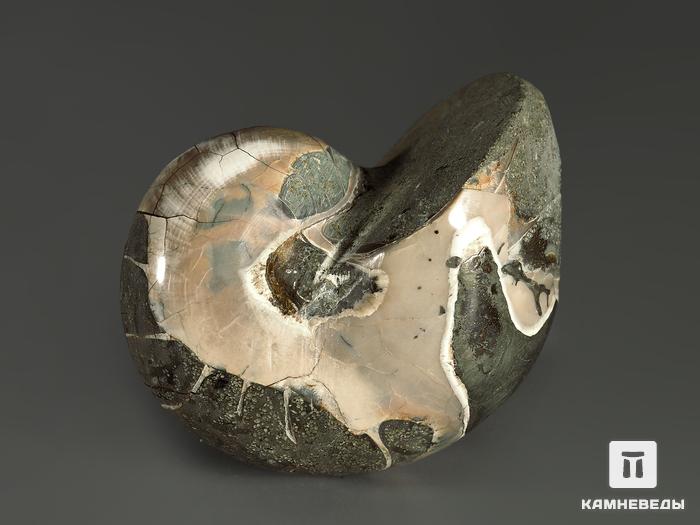 Наутилус Cymatoceras полированный, 3,5х3х2,5 см, 8770, фото 3