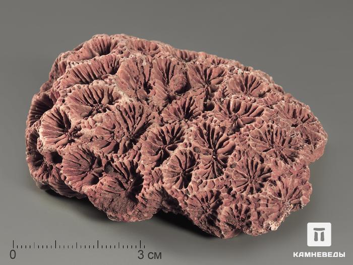Коралл с гематитом, 8,1х6,3х3,6 см, 9001, фото 1
