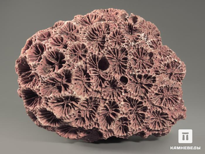 Коралл с гематитом, 8,1х6,3х3,6 см, 9001, фото 2