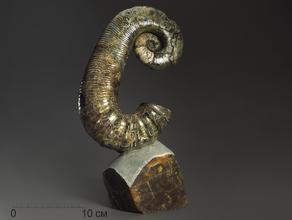Аммонит гетероморфный Audouliceras sp. с перламутром, 28,5х16,5х9,4 см