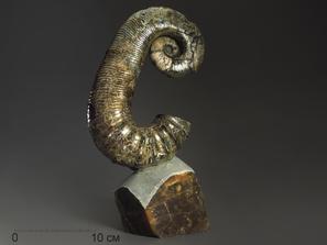 Аммонит гетероморфный Audouliceras sp. с перламутром, 28,5х16,5х9,4 см