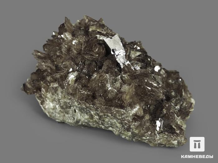 Аксинит-(Fe) с кристаллами галенита, 5,7х5,1х3,2 см, 9115, фото 2