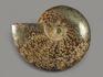 Аммонит, полированный 17х14х3,5 см, 9273, фото 2