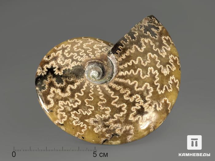 Аммонит, полированный 10,4х8,4х2,5 см, 9266, фото 3