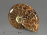 Аммонит, полированный 11,4х9,2х3,2 см, 9268, фото 1