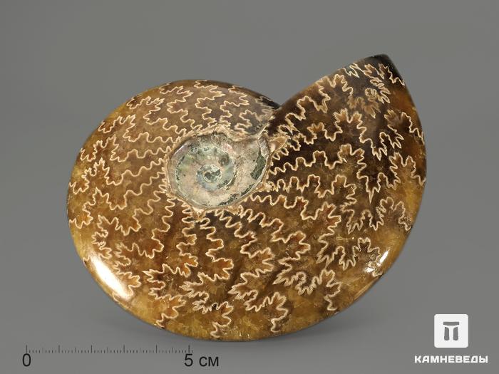 Аммонит, полированный 11,9х10х2,5 см, 9267, фото 7