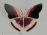 Брошь «Бабочка» с турмалином полихромным, 4,5х3,5 см, 42-10/9, фото 1