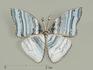 Брошь «Бабочка» с агатом, 3,7х2,9 см, 9624, фото 1