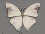 Брошь «Бабочка» с дендритовым агатом, 4,1х3,3 см, 9629, фото 1