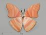 Брошь «Бабочка» с сердоликовым агатом, 3,8х3,1 см, 9627, фото 1