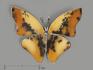 Брошь «Бабочка» с дендритовым агатом, 3,9х3 см, 9637, фото 1