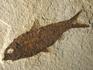 Рыба Knightia sp., 17,5х12,8х0,9 см, 9931, фото 2